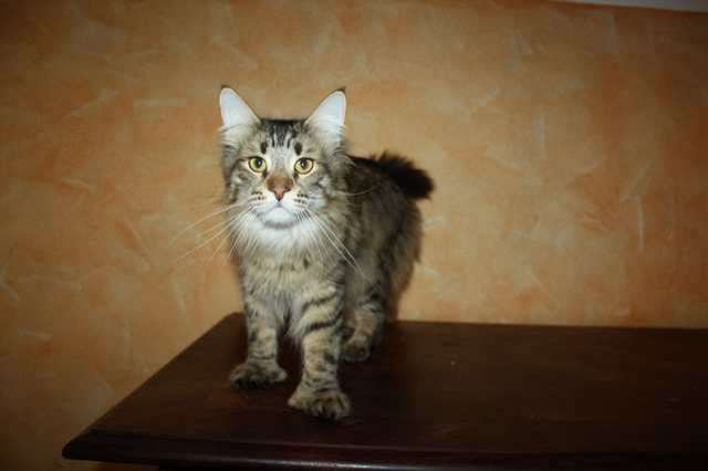 Typvolle Maine Coons mit Papieren